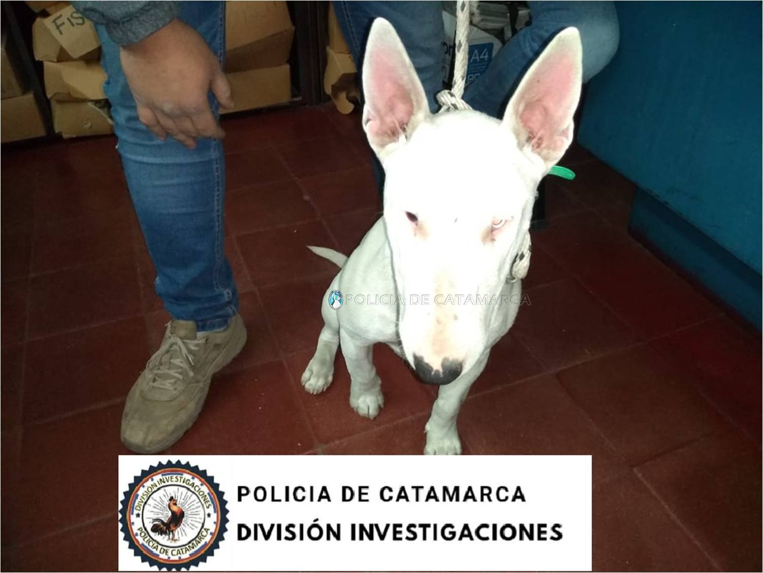 Tras una medida Judicial recuperan un perro de la raza Bull Terrier