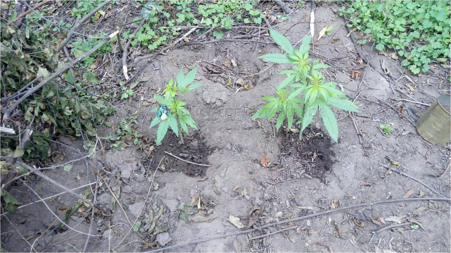 Secuestran plantines de Marihuana en Ancasti