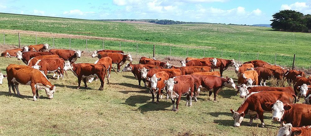 La Unión Europea reconoció a la Patagonia Norte A como región libre de aftosa sin vacunación