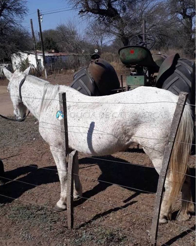 Recuperan dos animales equinos sustraídos en El Alto