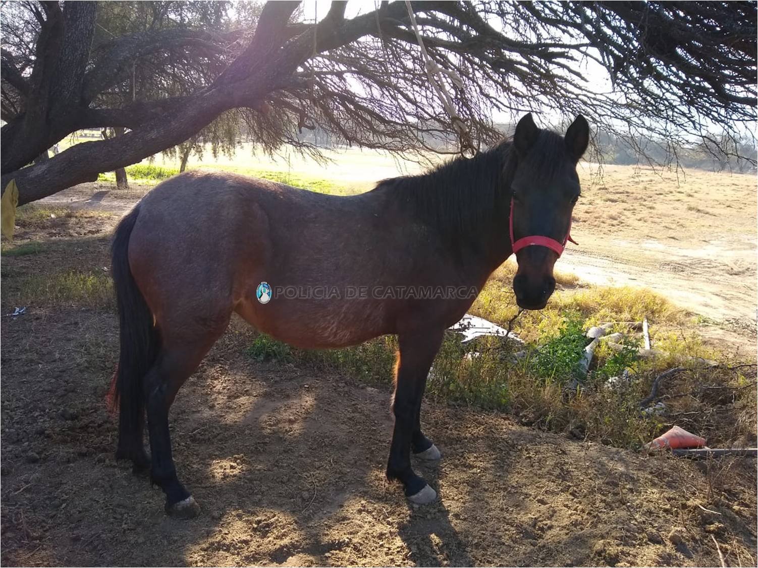 Secuestran un animal suelto en Valle Chico
