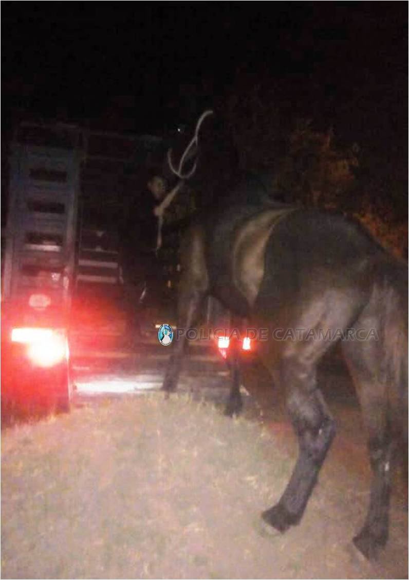 Secuestran un animal equino en Fray Mamerto Esquiú