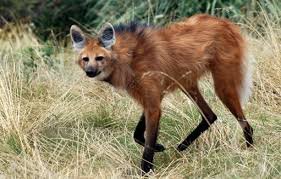 Sorpresa en Formosa por la aparición de un animal en peligro de extinción