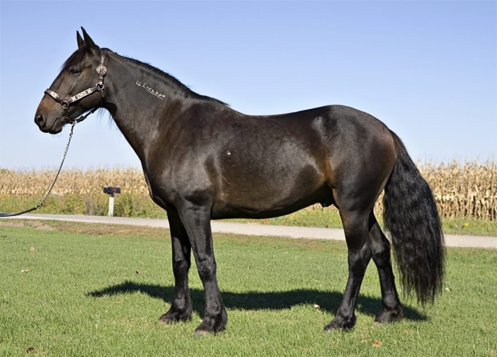 Murió «El Americano», el caballo del pueblo