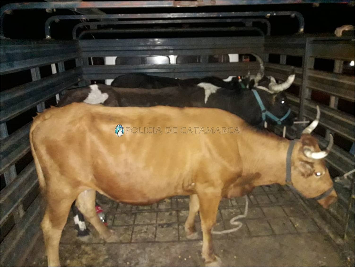 Secuestran animales sueltos en La Puerta y El Rodeo