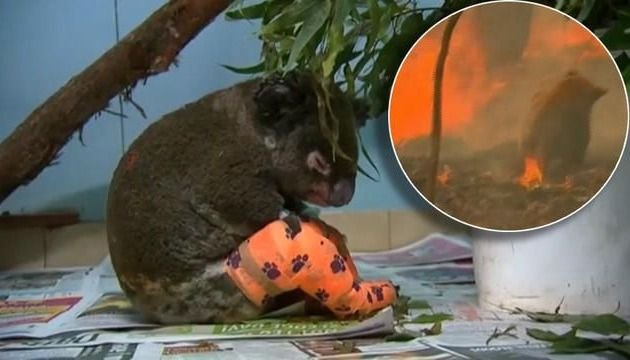 Murió el koala que había sido rescatado de los incendios en Australia