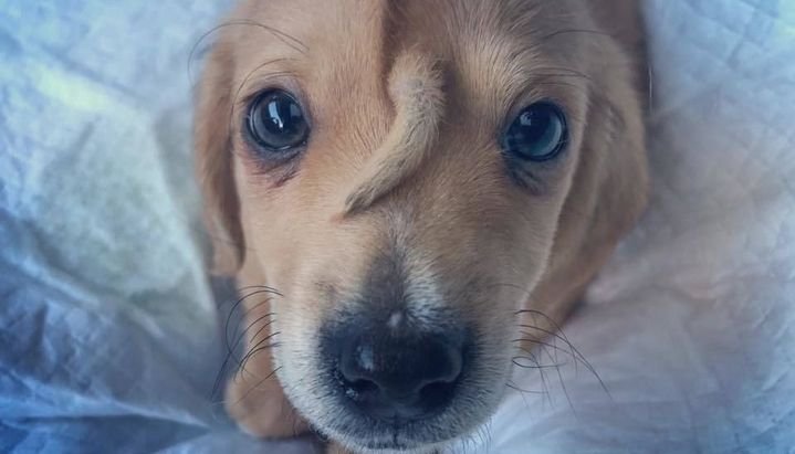 Un perro nació con una cola en la cabeza y fue abandonado por sus dueños