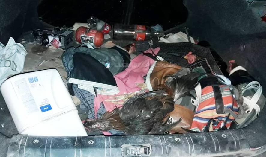 Secuestran gallinas y gallos de riña en Capayán