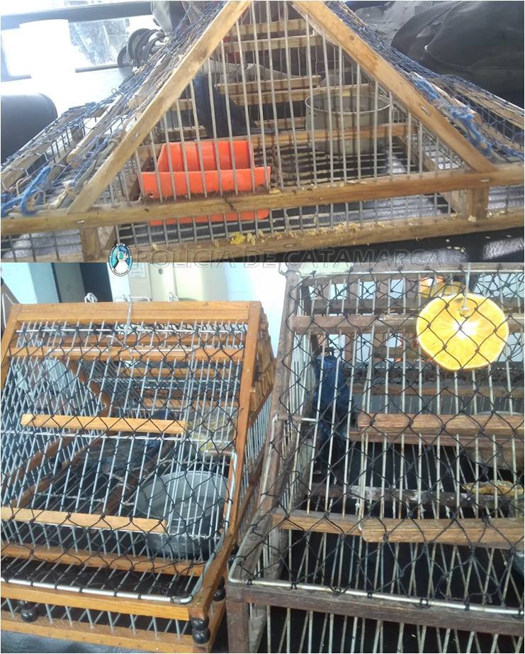 Secuestran aves canoras y tramperas en un Puesto Caminero de Capayán