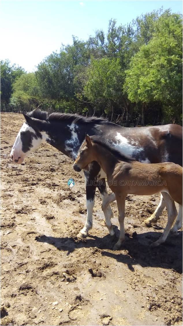 Secuestran animales sueltos en Paclín y Santa Rosa