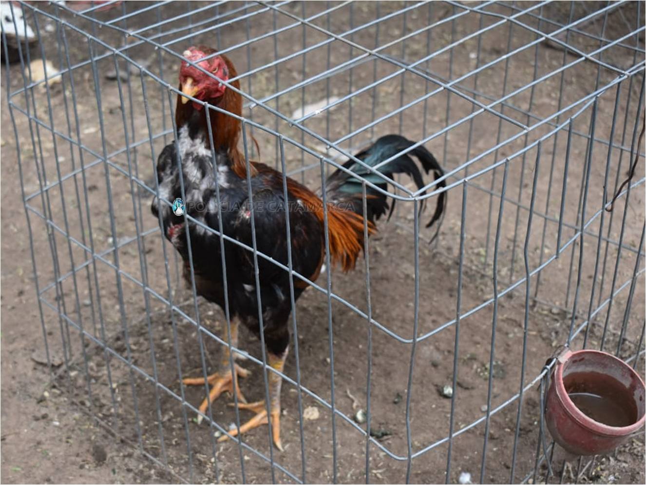 En la Capital recuperan gallos de riña robados en Valle Viejo