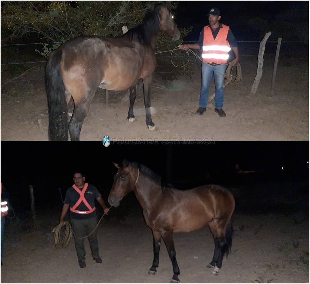 Secuestran animales sueltos en Pomán y en la Quebrada de la Cébila