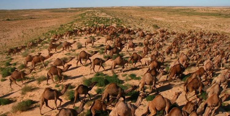 Unos 10.000 camellos salvajes serán sacrificados en Australia para combatir la sequía