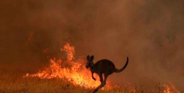 Los incendios en Australia ya han provocado la muerte de 500 millones de animales