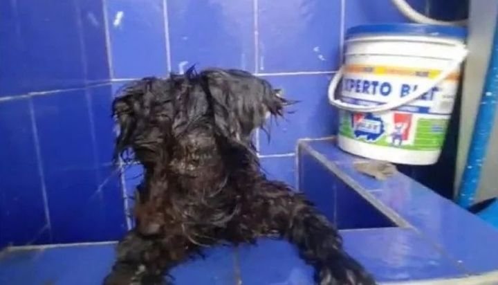 Abandonó a su perra y le pegó los ojos para que no pudiera seguirlo