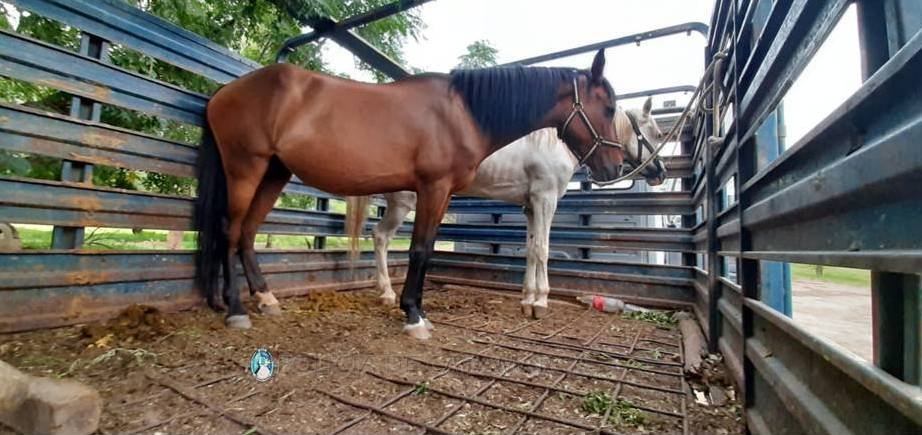 Secuestran animales sueltos en la Capital