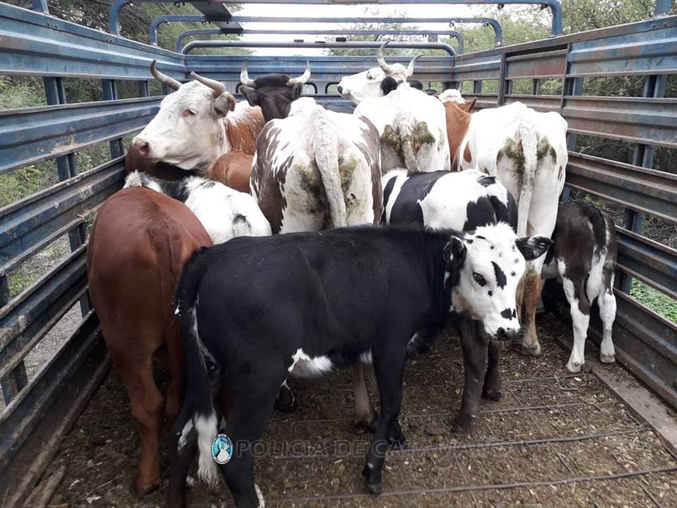 Secuestran animales sueltos en Capayán