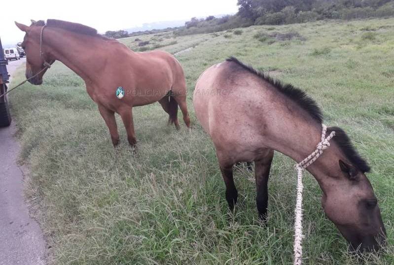 Secuestran animales sueltos en Valle Viejo