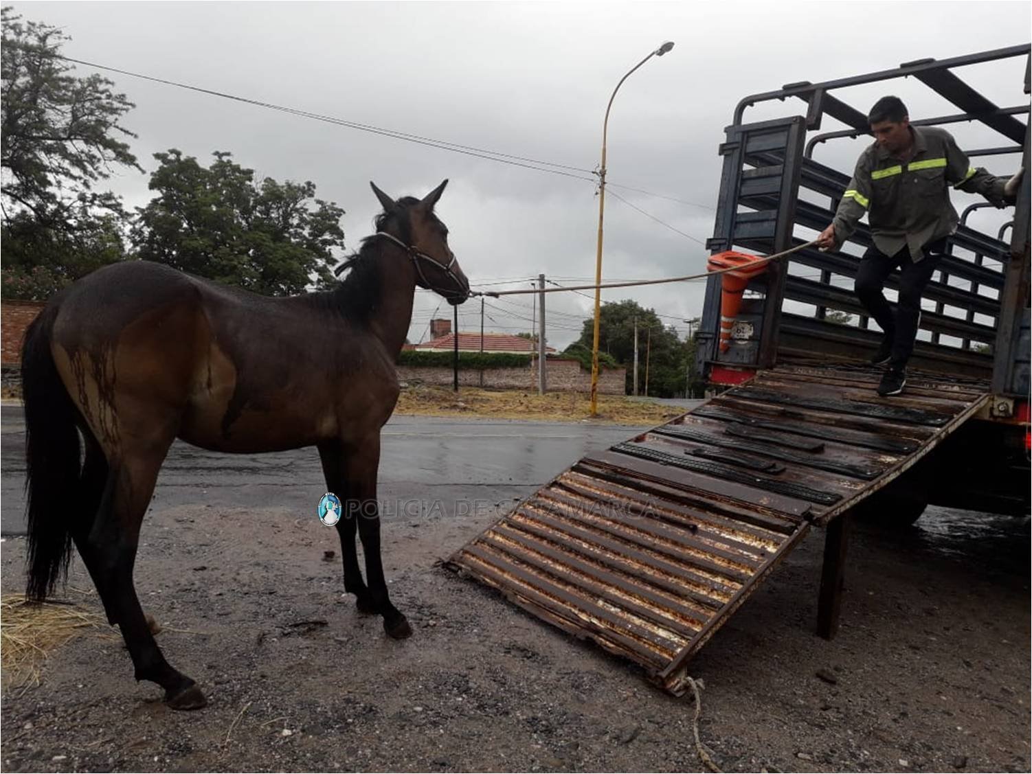 Secuestran un animal equino en el sector este de la Capital