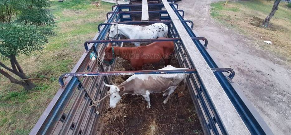 Secuestran animales sueltos en Ambato