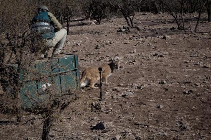 Puma que se paseó por la capital chilena regresa a la cordillera de los Andes