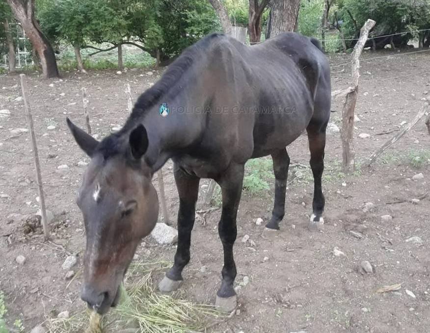 En Capayán recuperan un animal equino sustraído en la Capital