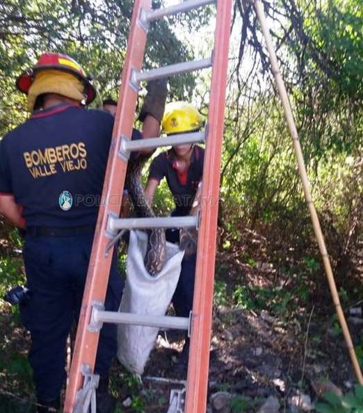 Secuestran una lampalagua en Fray Mamerto Esquiú