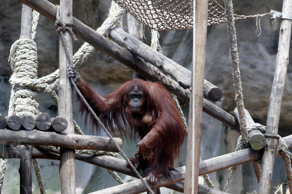 Sandra, la orangutana argentina reconocida como «ser sintiente», celebra su cumpleaños 34 en Florida