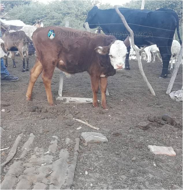 Secuestran varios animales en Valle Viejo y El Alto