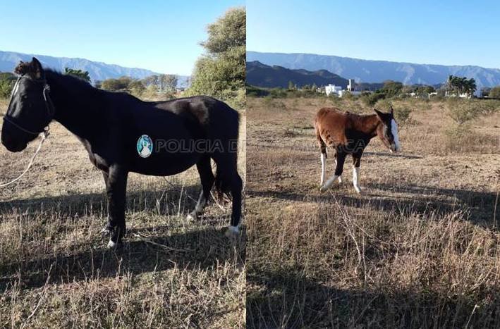 En Valle Viejo recuperan dos equinos robados en la Capital