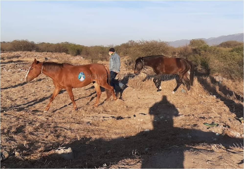 Secuestran animales sueltos en la Capital