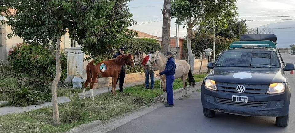 Secuestran animales sueltos en la Capital