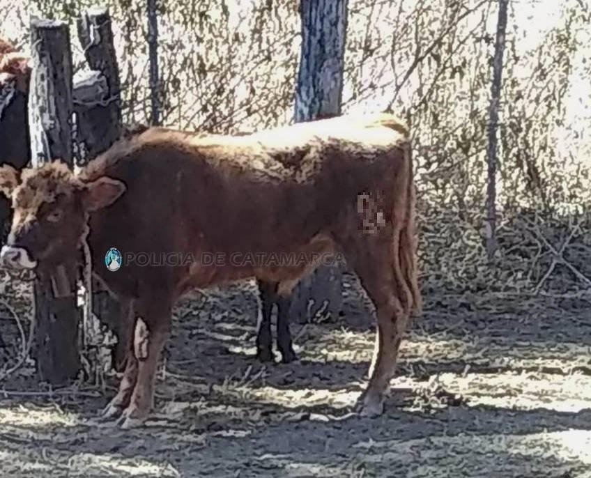 Secuestran un animal vacuno en El Alto