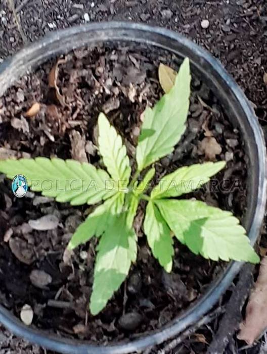 Secuestran cuatro plantines de Marihuana en Valle Viejo