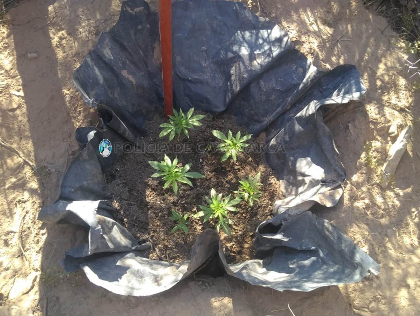 Incautan 6 plantines de Marihuana en Pomán