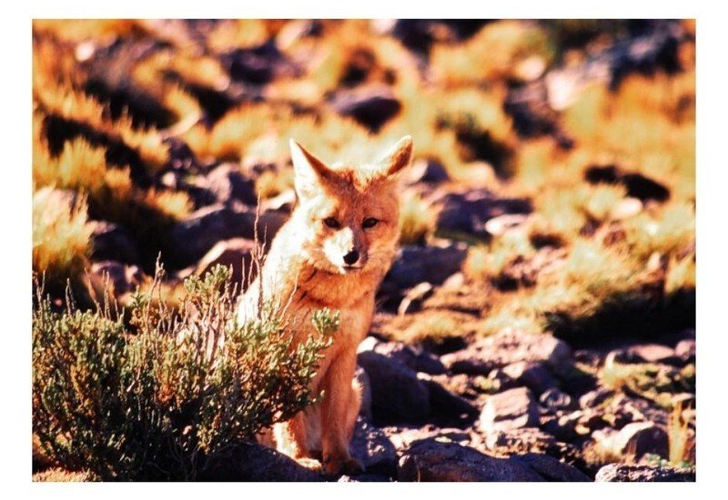 Trabajan en la detección del tráfico ilegal de la Fauna Silvestre a nivel nacional