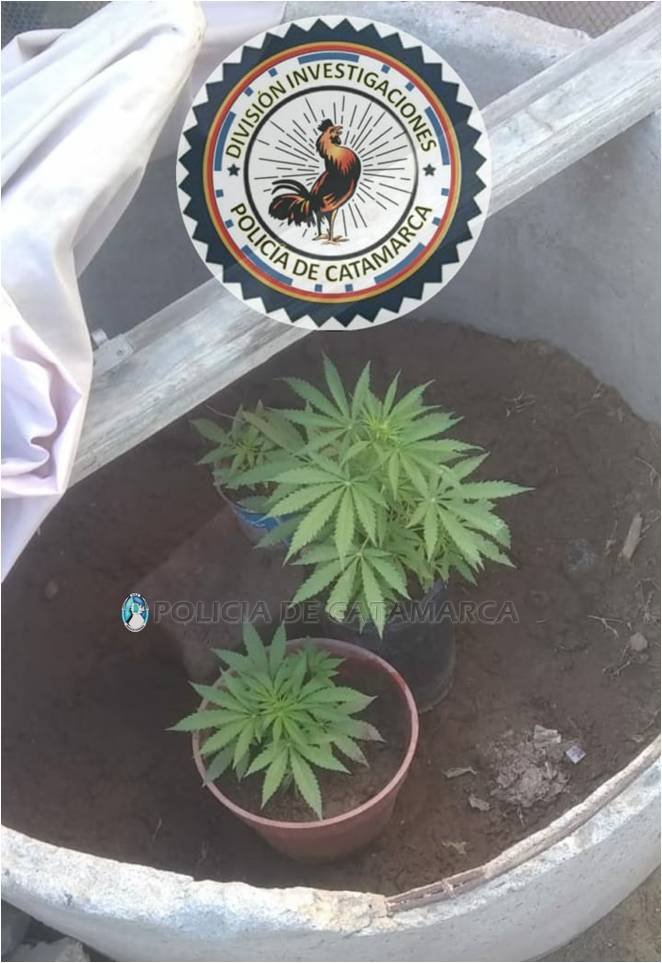 Tras un registro domiciliario secuestran plantines de Marihuana en Fray Mamerto Esquiú