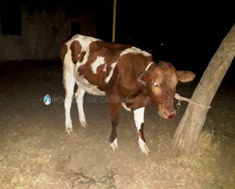 Secuestran dos animales vacunos en la Capital