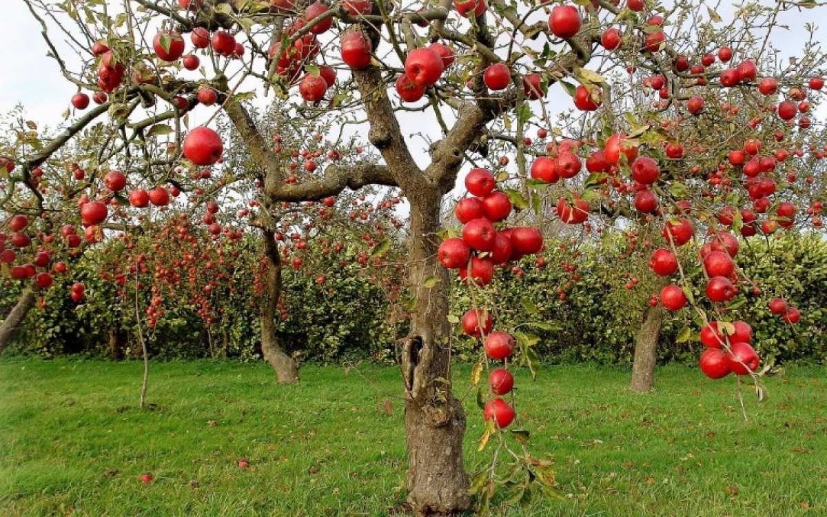 Cual es tu árbol guía según Horóscopo Celta