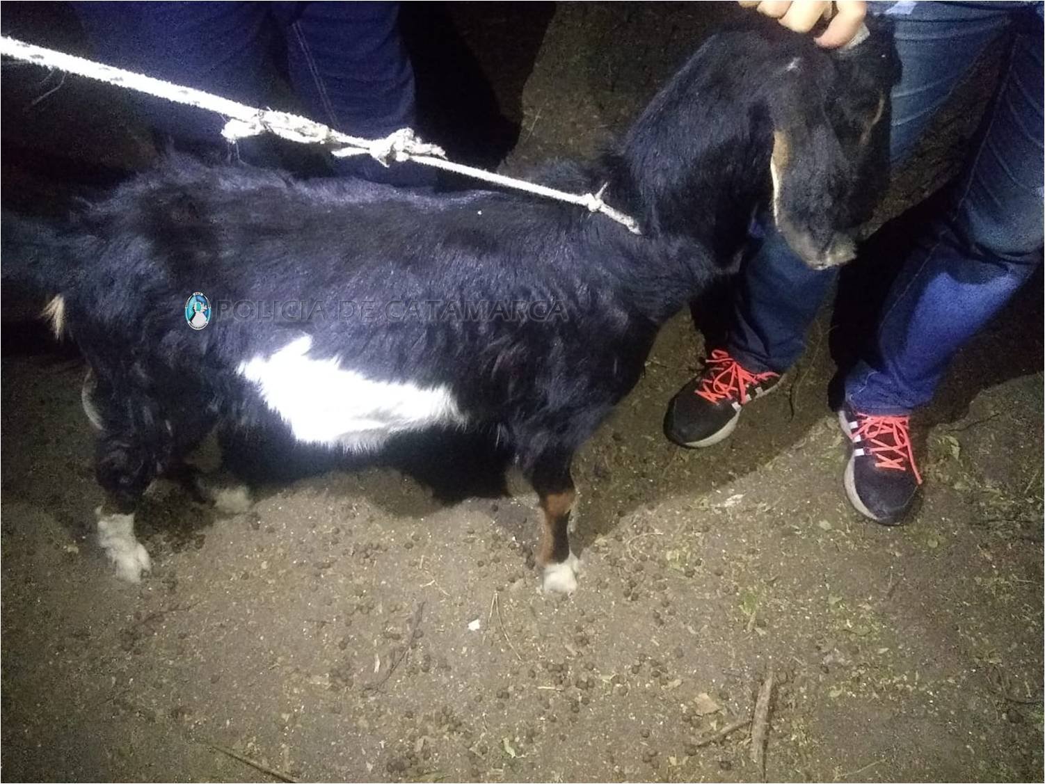 Policías recuperaron un animal caprino sustraído