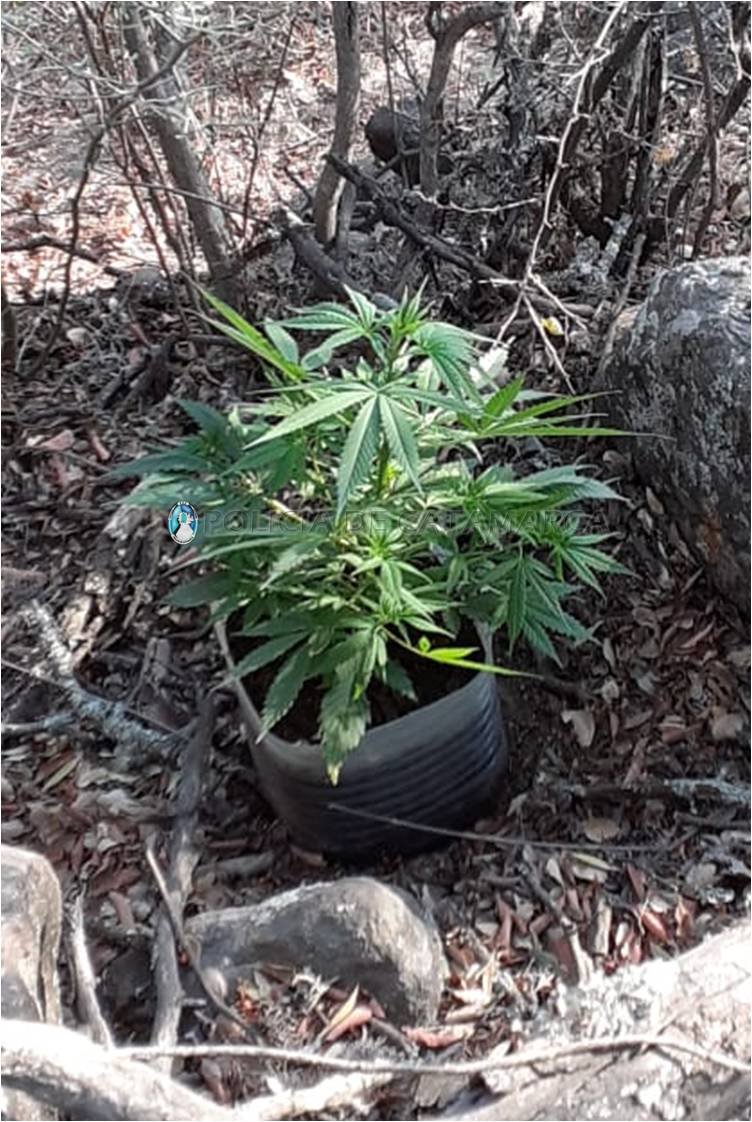 En Ambato secuestraron un plantin de Marihuana