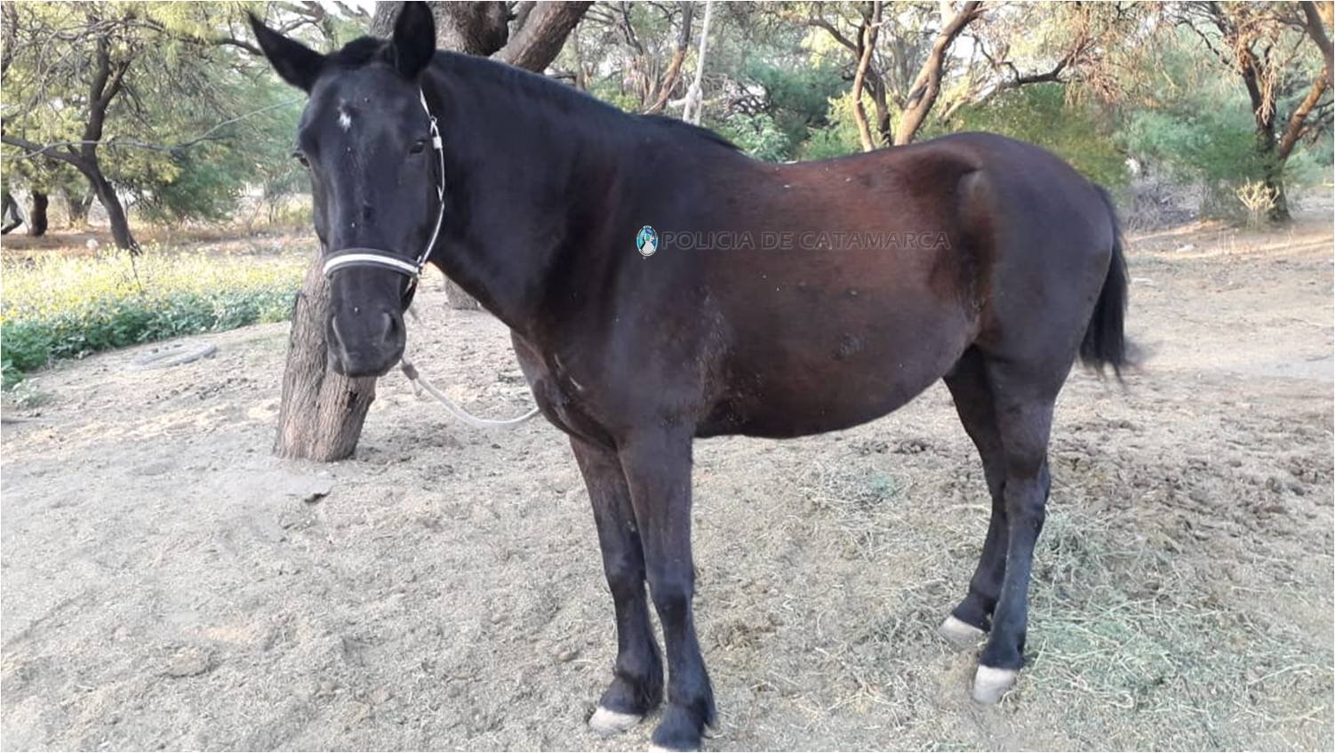 Secuestran animales sueltos en Capayán