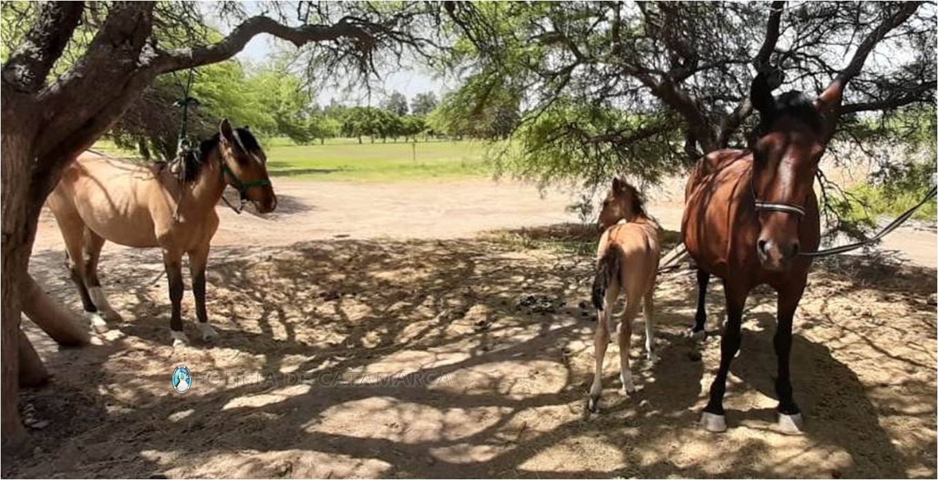 Secuestran animales sueltos en Valle Chico