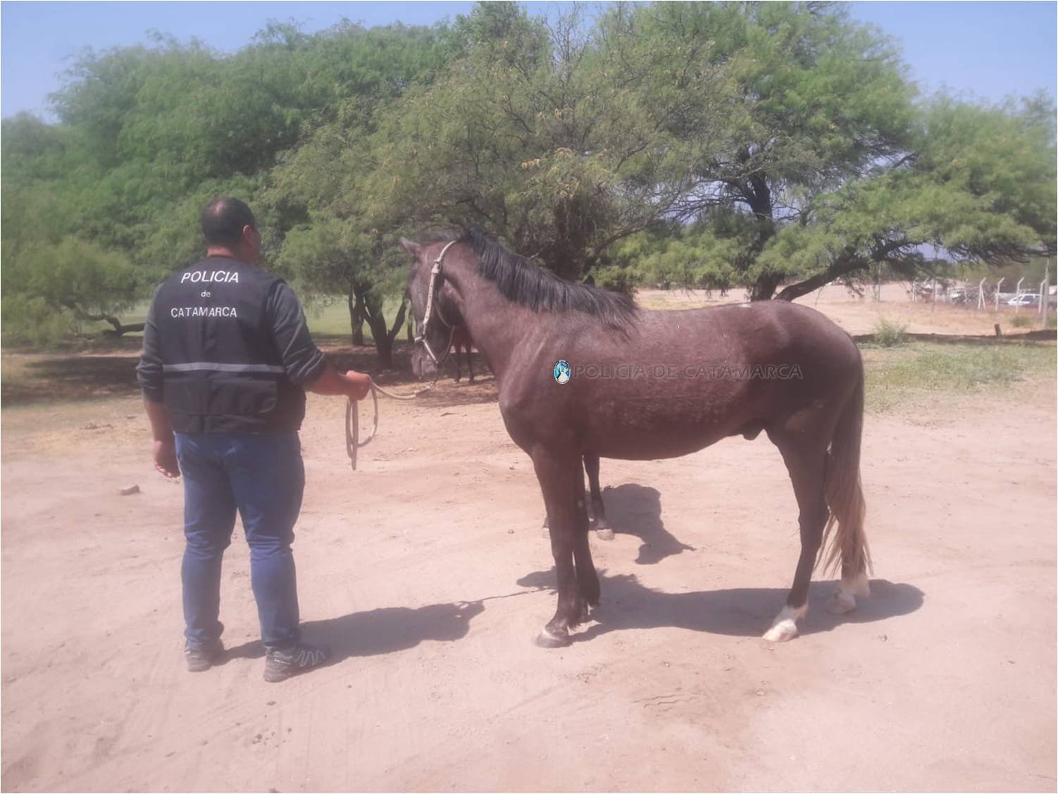 Recuperan un animal equino sustraído en Capayán