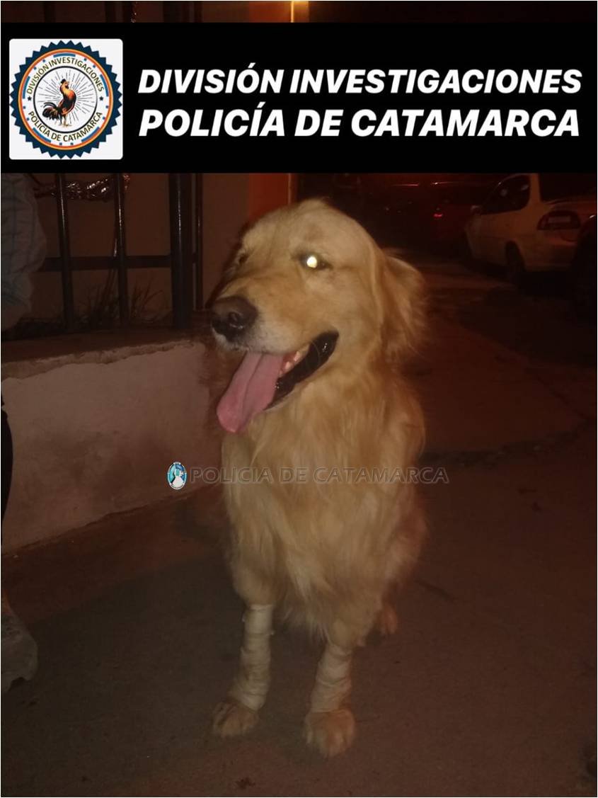 En la Capital recuperan un perro de raza sustraído en Capayán