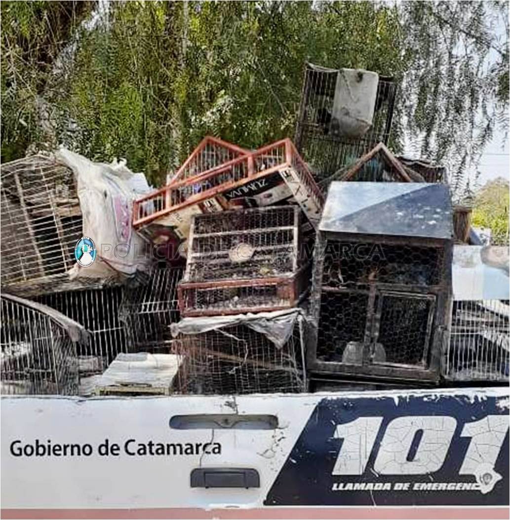 Secuestran gran cantidad de aves canoras y jaulas en Belén