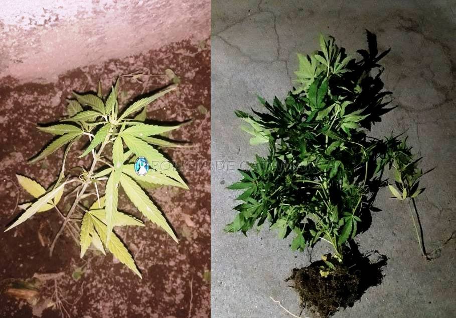 En el sector sur de la Capital secuestran plantines de Marihuana