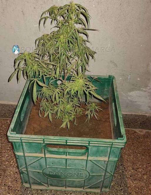 En distintos procedimientos arrestan a tres personas y secuestran una planta de Marihuana en el norte de la Capital