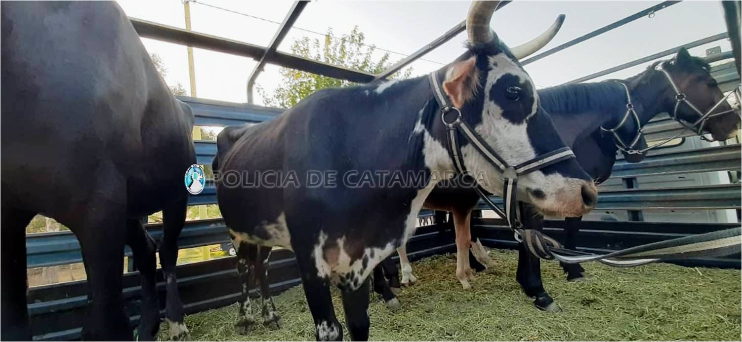 Secuestran animales sueltos en Capayán
