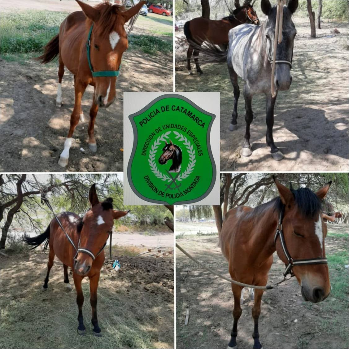 Secuestran animales sueltos en Capayán